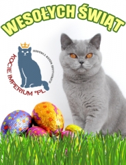 eastercat