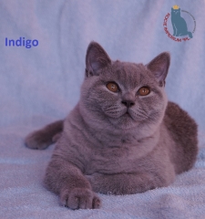 Indigo